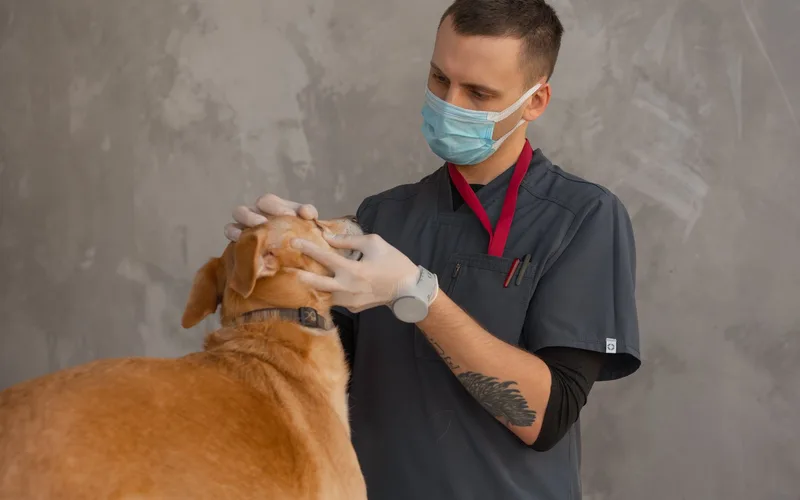 Ukážka webu pre veterinu